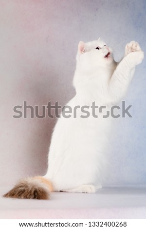funny nice cute playing white cat