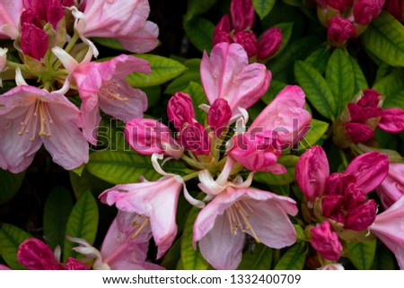 Pink Pearl Rhododendron with deep pink flower buds that turn into light pink flowers