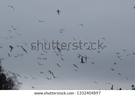 flock of birds in the sky in the evening