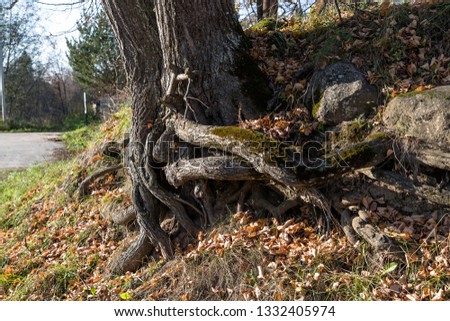 elastically curving roots of a large tree in the autumn season