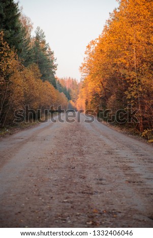 road along the autumn forest during the daytime