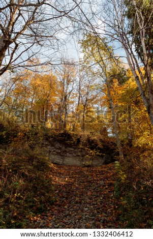 beautiful landscape of autumn forest with trees