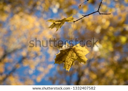 autumn foliage of trees in the daytime