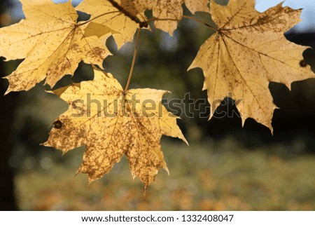 autumn foliage of trees in the daytime
