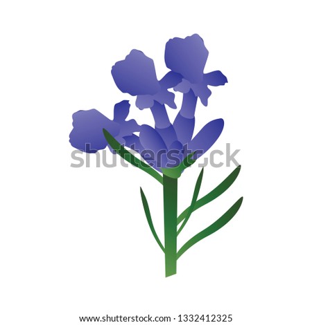Vector illustration of purple lavander flowers with green leafs on white background.