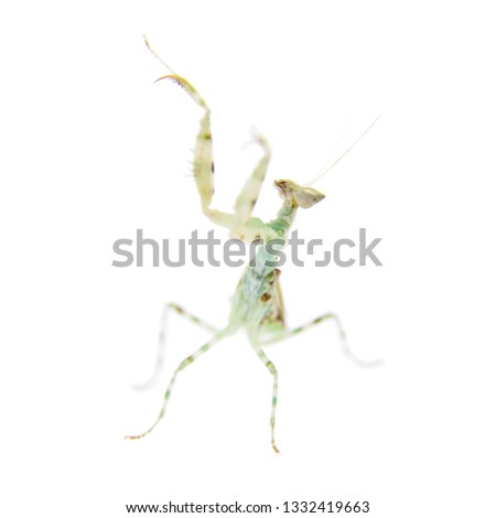 Indian flower praying mantis, Creobroter gemmatus, on white