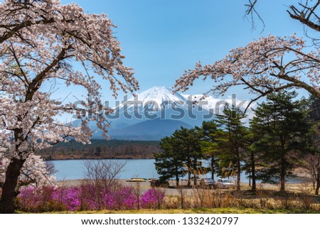 Cherry Blossom with Mount Fuji (Mt. Fuji). Beauty full bloom pink cherry trees flowers at Lake Shoji (Shojiko) park in springtime season sunny day and blue sky background. Yamanashi Prefecture, Japan