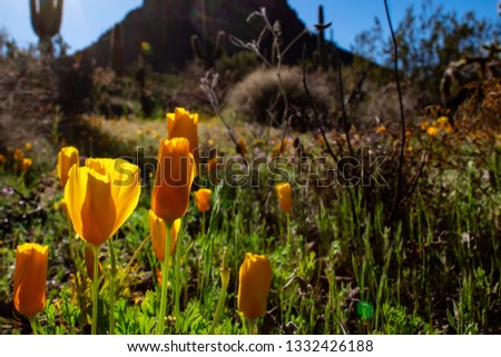 
Eschscholzia californica, California or Mexican Gold Poppies wildflowers in Saguaro National Park. Sonoran Desert landscape with beautiful golden orange and yellow flowers. Pima County, Arizona. 2019
