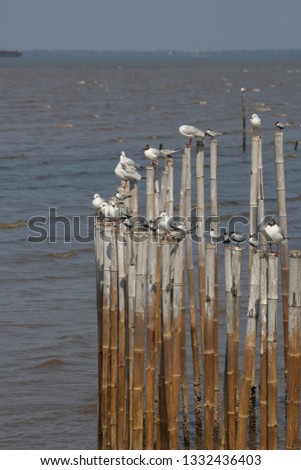 The seagulls, Samutprakran district, Thailand