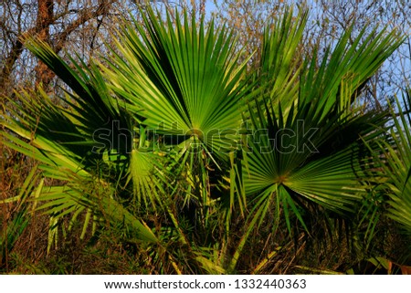 a picture of an exterior Pacific Southwest desert with California fan palm tree