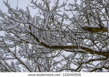 Close-up photo of snowy tree branches in French countryside taken in February 2018.