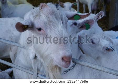 Whitw Goats in a Pen close together with green tags on their ears and one looking over the metal cage                   