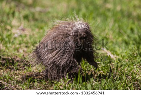 Porcupine on meadow
