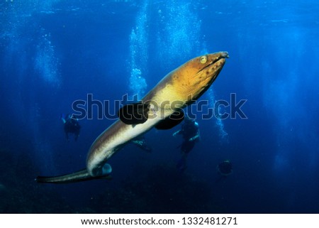 Blacksaddle Snake Eel and scuba divers 
