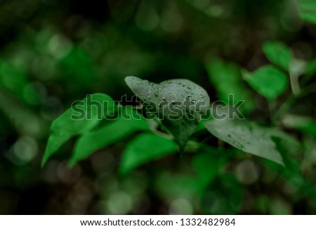 Wet green leaves of Syringa (lilac) bush in rain. Dark green leaves with water drops for background