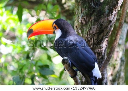 Toucan free with amazing colors in forest