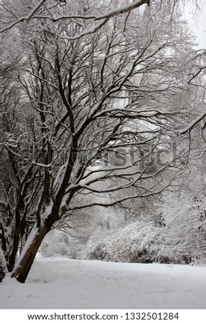 trees in the park covered with snow; snowy winter landscape