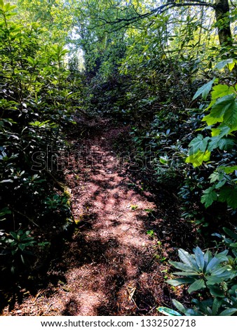 Woodland path through trees and rhododendrons at Hodsock, Nottinghamshire, UK 