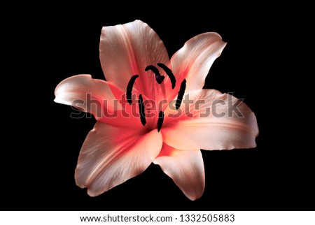 Isolated beautiful white open lily ,floating on a black background .monochrome photo