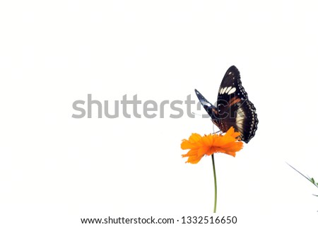 photo of butterfly at Beautiful Flower in the garden
