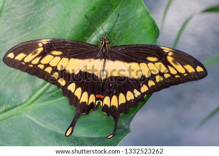 Nature close up of a butterfly giant swallowtail (papilio cresphontes) on a plant