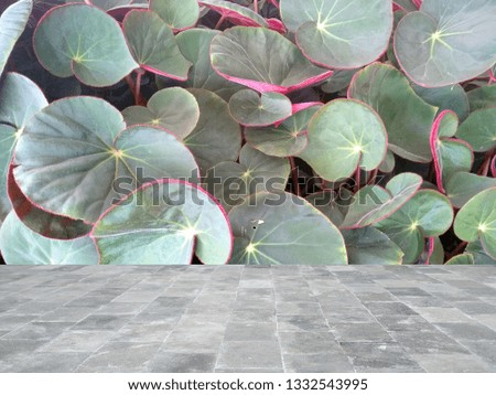 Texture concrete floor with plant. Studio table room background.