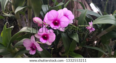 Close-Up Beautiful Pink Orchids On blur Background,Pink orchid in front of coloured background ,Beautiful orchid in tropical that are second to none,nature in all its beauty,thailand.