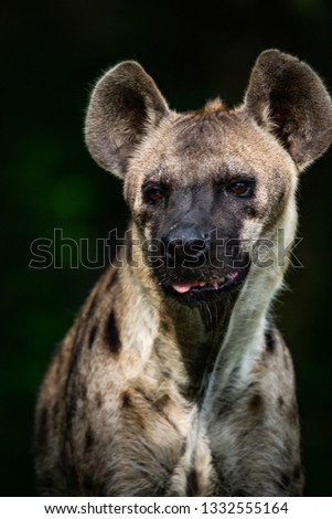 Young Hyena Portrait