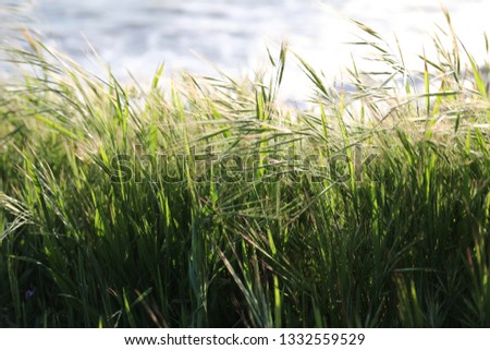 A closeup of wild oats in early spring. Royalty-Free Stock Photo #1332559529