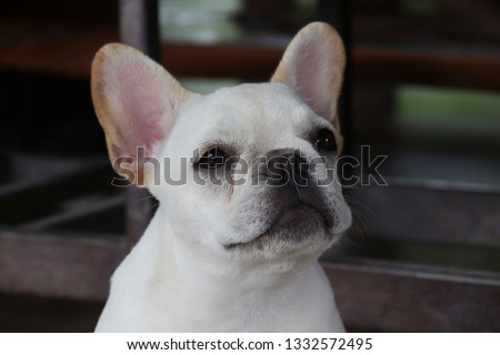 White French Bulldog puppy 
