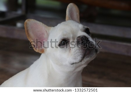 White French Bulldog puppy 
