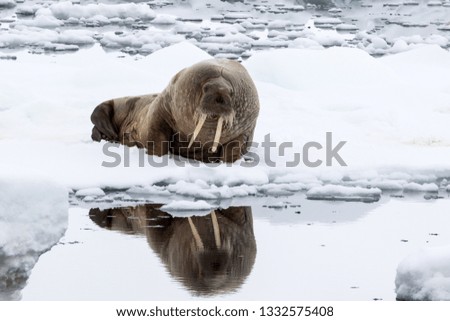 A wounded Walrus hauled out on an ice floe admires its reflection in the waters around Svalbard.