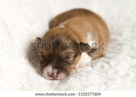Adorable newborn Corgi Puppies. Mother is a CARDIGAN WELSH CORGI and the father is a PEMBROKE WELSH CORGI.