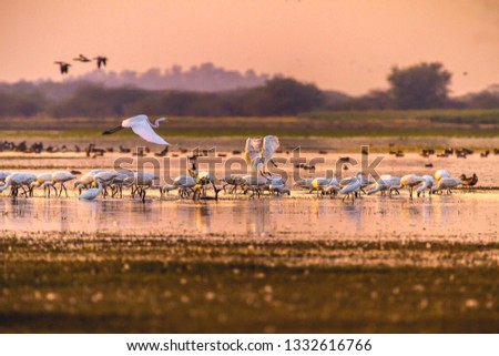 Birds of India - flock of Eurasian Spoonbil and a flying Great Egret