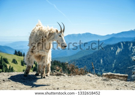 Olympic National Park Hurricane Ridge Mountain Goat, Washington State 