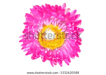 Straw flowers isolated on white background