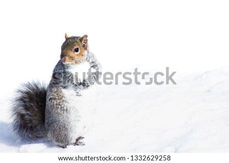 Portrait of a Squirrel in the snow - high key, white background and copy space