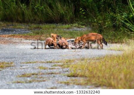 Dhole or Asian wild dogs eating a deer carcass at Khao yai national park,Thailand