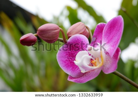 Close up of pink orchids