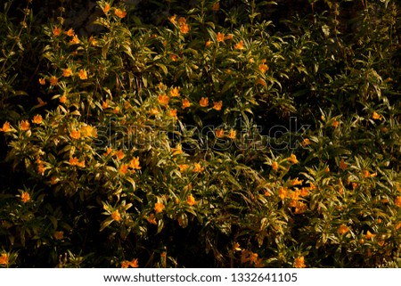 a picture of an exterior Pacific Southwest forest with Bush monkey flower