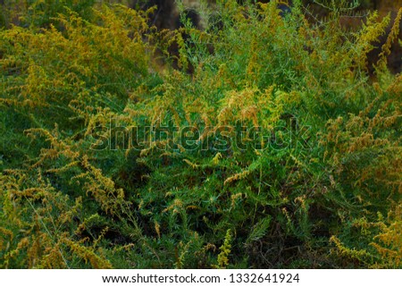 a picture of an exterior Pacific Southwest forest with Coyote bush shrubs
