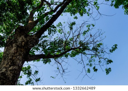 The branches of tree stand isolately from beautiful sky.