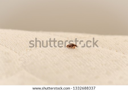 Bed Bug on a Mattress