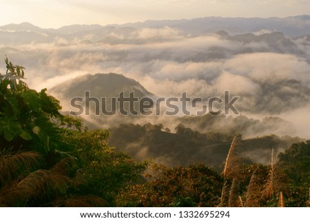 Morning scenery of Shiding District in New Taipei City , Miscanthus Blossoms with Cloud misty  on mountain.