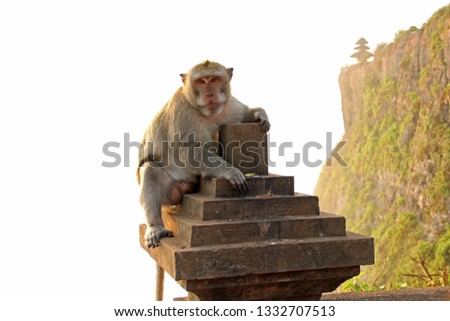 The monkeys from the Uluwatu temple Royalty-Free Stock Photo #1332707513
