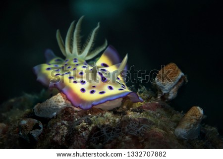 Nudibranch Goniobranchus kuniei. Picture was teken in Ambon, Indonesia