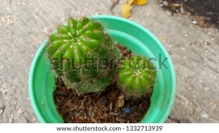 The method of growing cactus in pots is more efficient and simple