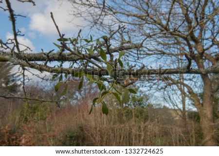 Winter Mistletoe (Viscum album) Growing on an Apple Tree Covered with Lichens in an Orchard in Rural Devon, England, UK