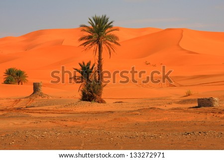 Sand dunes and isolated palm tree, erg Chebbi, Morocco