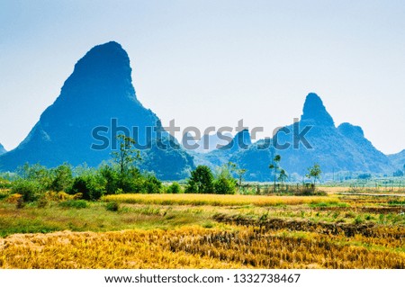 Rice field with mountain background scenery in fall